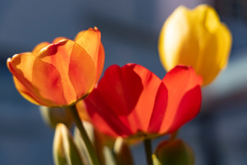 red yellow orange tulips in front of dark background