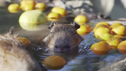A Capybara Enjoying Bathing In The Hot Spring Water With Citrus Fruits In Izu, Japan - Closeup Shot