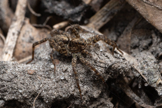 Wolf Spider Family Lycosidae on old leaves