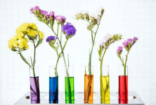 Flowers in a row of testubes with different colored water decoration and science experiment concept