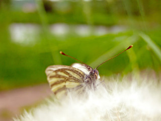 biały motyl w puchu