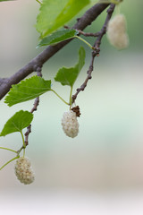 Fruits and leaves of White mulberry (Morus alba).