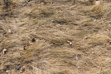 natural texture background of last year's grass