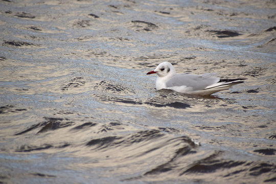 Black-headed gull bobbing along the River Gannel in Newquay, Cornwall, UK