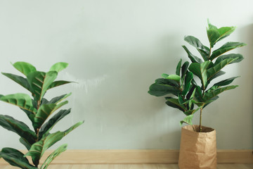 Fiddle Leaf Fig plant with paper pot stand in the room of an apartment.