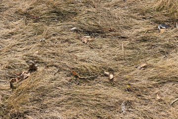natural texture background of last year's grass