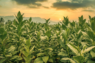 The tobacco field in the sunset time. Indonésia Jawa - 338754607