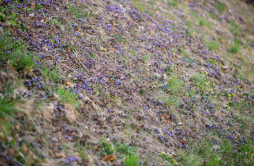 Glechoma hederacea. Nepeta glechoma Benth., Nepeta hederacea  is an aromatic, perennial, evergreen...