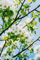 Blüten am Apfelbaum fangen an zu blühen