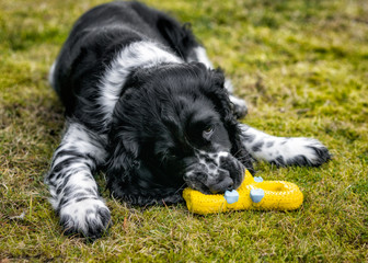 Springer Spaniel - szczeniak w ogrodzie © Krzysztof