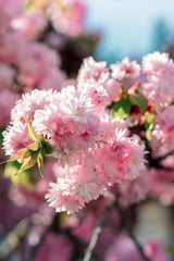 Eine schöne pinke Blüte an einem Baum