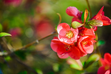 Fototapeta na wymiar Blossoming Chaenomeles winter cheer plant macro close up. Red spring flowers. Blossoming Chaenomeles (flowering quince, Japanese quince) 