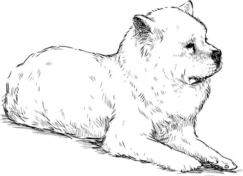 Sketch of lying white guard dog