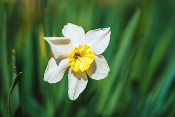 Daffodil flower blossom. Spring flower image. Gardening / botany background