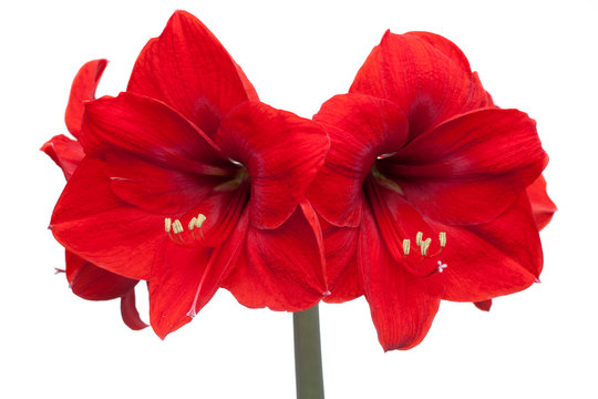Close-up of a red amaryllis with four blossoms isolated on white background
