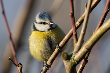 Eurasian blue tit (Cyanistes caeruleus) perched on branch