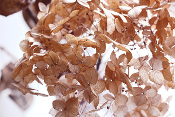 Dry hydrangea on a white background. Close-up. Retro background.
