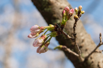 桜のつぼみ＿2020