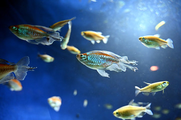 水中を泳ぐ宝石　コンゴテトラの美しい姿（日本の東京池袋サンシャイン水族館）