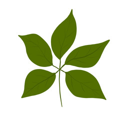  Botanical leaves. Floral design elements .Vector illustration on isolated white background. Suitable for wedding invitations, greeting cards, blogs, posters, print on fabric and clothes.