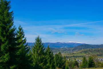 
autumn forest in the mountains snow caps on the peaks