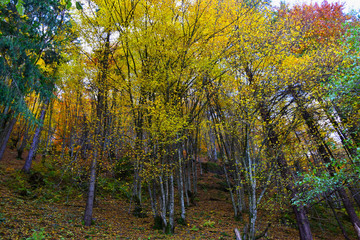 
slope of autumn mountains in yellow-red leaves