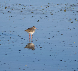 Redshank spotted along the Camel Estuary near Wadebridge, Cornwall