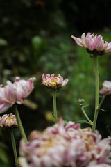 Great Masterwort flower picture taken from garden at evening in Bangladesh