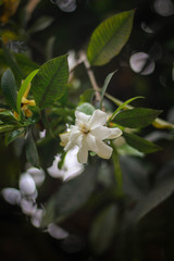 Jasmine flower picture taken from garden at evening in Bangladesh