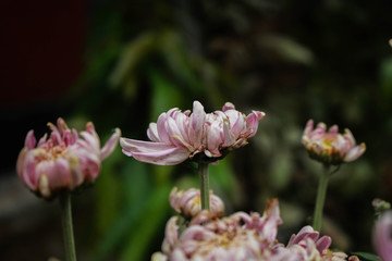 Great Masterwort flower picture taken from garden at evening in Bangladesh