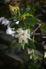Jasmine flower picture taken from garden at evening in Bangladesh