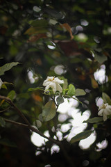 Jasmine flower picture taken from garden at evening in Bangladesh