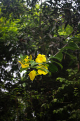 Caesalpinia flower picture was taken from old garden at morning in Bangladesh