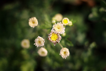 Great Masterwort flower picture taken from garden at evening in Bangladesh