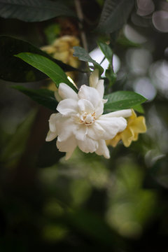 Jasmine flower picture taken from garden at evening in Bangladesh