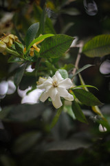 Obraz na płótnie Canvas Jasmine flower picture taken from garden at evening in Bangladesh