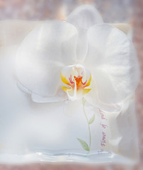 Naklejka na ściany i meble White orchid flower in plate