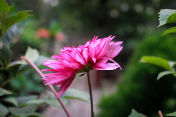 Obraz premium Dahlia flower picture taken from garden at evening in Bangladesh