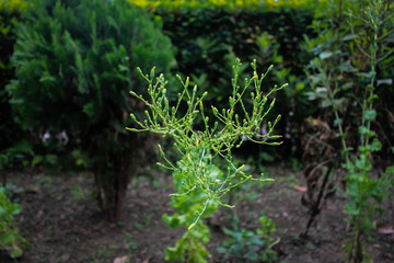 Juniper tree picture taken from garden at evening in Bangladesh