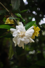 Jasmine flower picture taken from garden at evening in Bangladesh