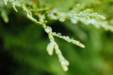 drops of dew