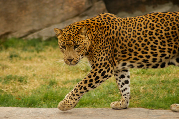 Leopard walking