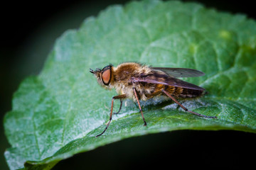 Macrophotographie, Insecte posé sur une feuille