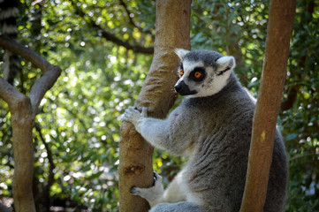 Ring-tailed lemur