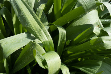 Obraz premium green leaves of flowers covered with dew in the sunshine