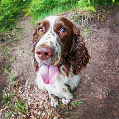 Closeup Smiling dog a breed english springer spaniel with big eyes in summer nature .