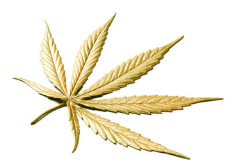 Golden coloured Leaf of full-grown Hemp - Cannabis - isolated on white background with shadow. Growing medical marijuana. Studio shot