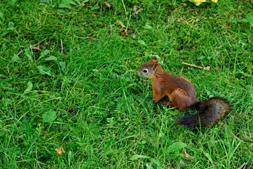 red-haired little squirrel on a green lawn in the park