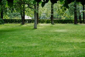 green lawn with grass and trees in the park