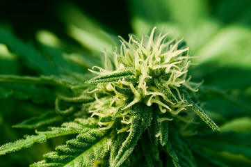 Hemp - Cannabis bud. Ripe blooming female Marijuana flower and leafs growing in homemade garden. Shallow depth of field and blurred background. Close-up